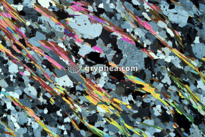 Micaschiste LPA x3 - gryphea.com